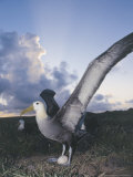 Waved Albatross  Incubating Single Egg  Espanola Island  Galapagos