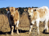 Texas Longhorn  Calves  Colorado  USA
