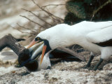 Masked Booby  Regurgitating Large Mullet for Juvenile Chick  Galapagos
