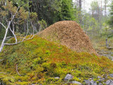 Ant Hill  Kuusamo Area  Northeast Finland