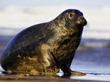 Grey Seal  Portait of Bull Emerging from Sea at Breeding Colony  UK