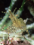 Dock Shrimp  Feeding on Herring Roe  BC  Canada