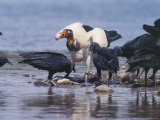 King Vulture & Black Vultures  Tambopata Nature Reserve  Peruvian Amazon
