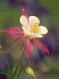 Hybrid Columbine  Aquilegia Spp Oregon