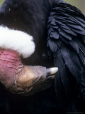 Andean Condor  Adult Male  Condor Huasi Rehab Project  Hacienda Zuleta  Cayambe
