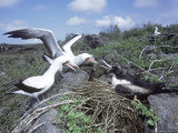 Nazca Booby & Great Frigatebird  Interaction  Galapagos