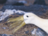Waved Albatross  Bill Clapping During Courtship  Espanola Island  Galapagos