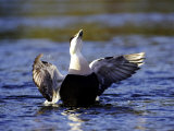 Eider  Adult Male on Water Flapping Wings  Norway