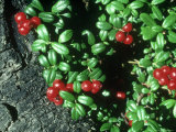 Lowbush Cranberry  Beaver Lake  Alaska