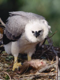 Harpy Eagle  4 Month Old Eaglet with Prey  Tambopata River  Peruvian Amazon