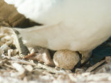 Masked Booby  Chick Hatching on Parents Feet  Galapagos