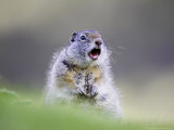 Uinta Ground Squirrel  Adult Calling Alarm as Warning to Others in Colony  Wyoming  USA