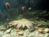 Scallop  Helby Island