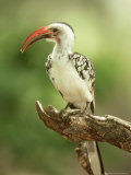 Red-Billed Hornbill  Tockus Erythrorhynchus  Kenya