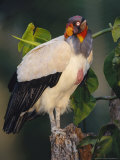 King Vulture  with Full Crop  Tambopata River  Peruvian Amazon