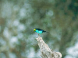 Paradise Tanager  Part of Mixed Species Flock Feeding  Peruvian Amazon
