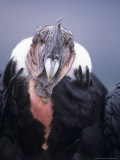 Andean Condor  Adult Male in Prime Colours  Hacienda Zuleta  Cayambe