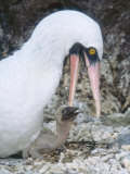 Nazca Booby  Feeding and Brooding 4 Day Old Chick  Galapagos