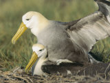 Waved Albatross  Mating  Espanola Island  Galapagos