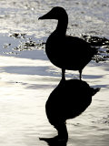 Eider  Portrait of Adult Silhouetted in Tidal Estuary  Norway