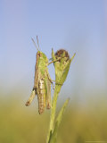Meadow Grasshopper  Male Resting on Flower Head  UK