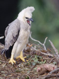 Harpy Eagle  4 Month Old Eaglet with Prey  Tambopata River  Peruvian Amazon