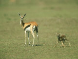 Thomsons Gazelle  Mother with Newborn  Kenya