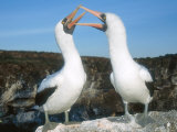 Nazca Booby  Courting Pair  Galapagos