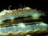 Great Scallop  Showing Eyes  North Wales