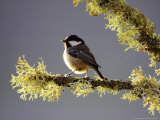 Coal Tit  Adult Perched on Lichen-Covered Perch  Scotland