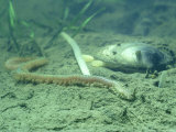 Ragworm  Devon