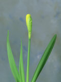 Daffodil Sequence
