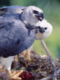 Harpy Eagle  Delivering Fresh Tambopata Kill  Tambopata River  Peruvian Amazon