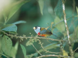 Toucan Barbet  Cloud Forest  Western Slope of Pichincha Volcano  Ecuador