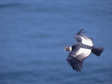 Andean Condor  Adult Male Flying Over Atacam Desert Coast  Peru