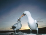 Nazca Booby  Courting Pair  Galapagos