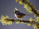 Crested Tit  Adult Perched on Lichen-Covered Perch  Scotland
