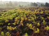 Heather and Bracken on Forest Edge in Late Summer  Scotland