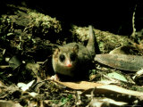 Marsupial Mouse  "Monita Del Monte" South Chile