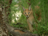 Caracal or African Lynx  Felis Caracal Native to Africa