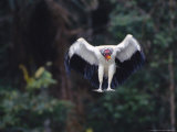 King Vulture  Landing  Tambopata River  Peruvian Amazon