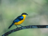 Blue Winged Mountain Tanager  Western Slope of Pichincha Volcano  Ecuador