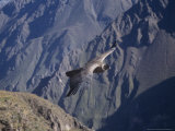 Andean Condor  Sub-Adult Male in Flight  Peru