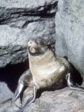 Galapagos Fur Seal  Resting on Rocks  Fernandina Island  Galapagos