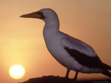 Nazca Booby  Cliff Edge Roosting Spot at Sunset  Galapagos