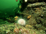 Sea Urchin Underwater  West Scotland  UK