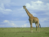 Kenyan Giraffe  Giraffa Camelopardalis Tippelskirchi Masai Mara GR  Kenya