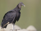 Black Vulture  Gregarious Scavenger  Tambopata River  Peruvian Amazon