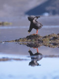 Giant Coot  Building Floating Nest  Lauca National Park  Chile