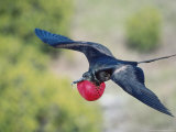 Great Frigate Bird  Male in Flight with Fully Inflated Courtship Air Balloon  Galapagos